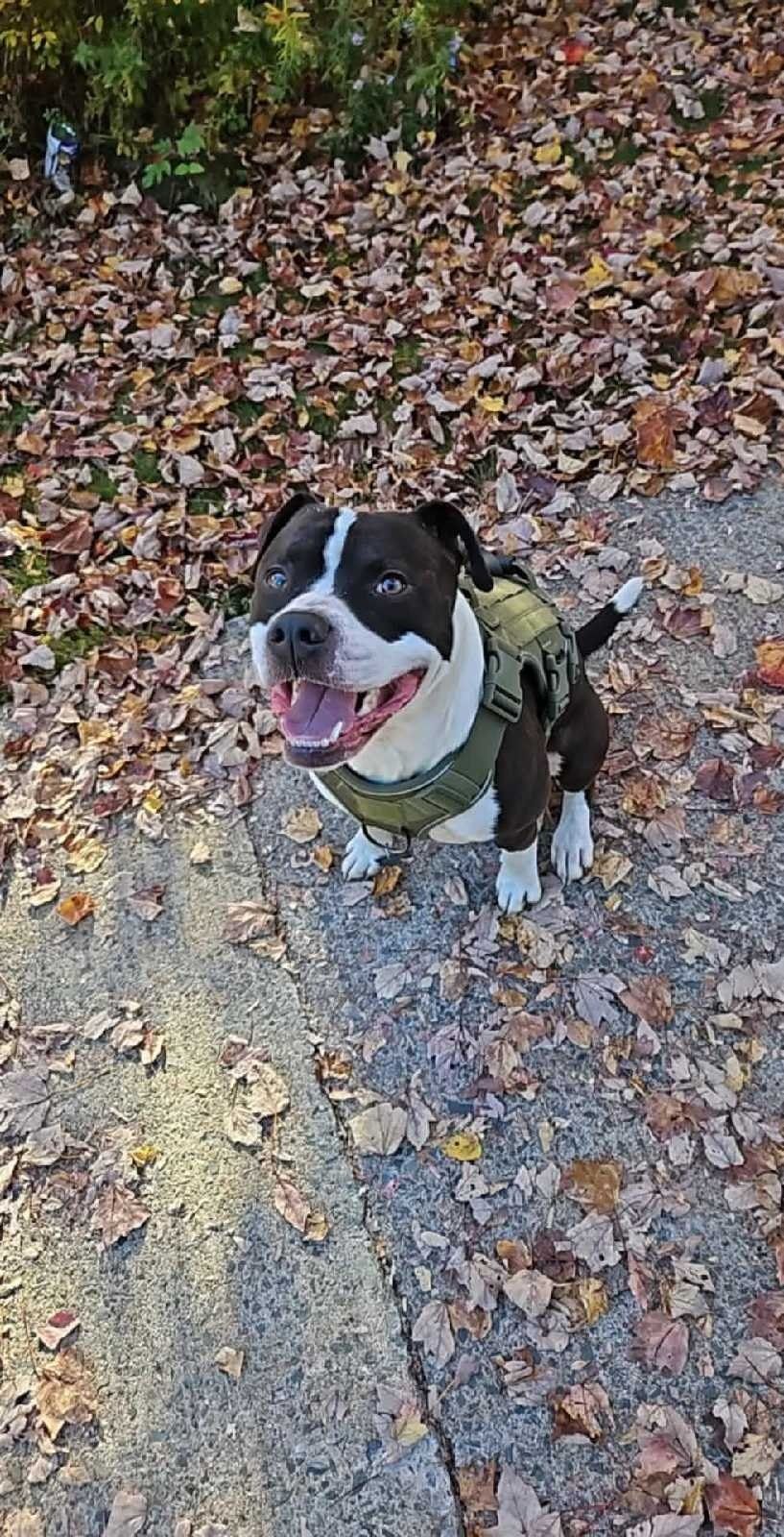 Im looking for a one bedroom or studio that is dog friendly | Long Term Rentals | Bedford | Free local classifieds - Kijiji